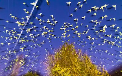 Yoshinori Mizutani – The show